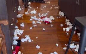 Dogs Destroy Toy Santa and Make Mess in Kitchen