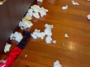 Dogs Destroy Toy Santa and Make Mess in Kitchen