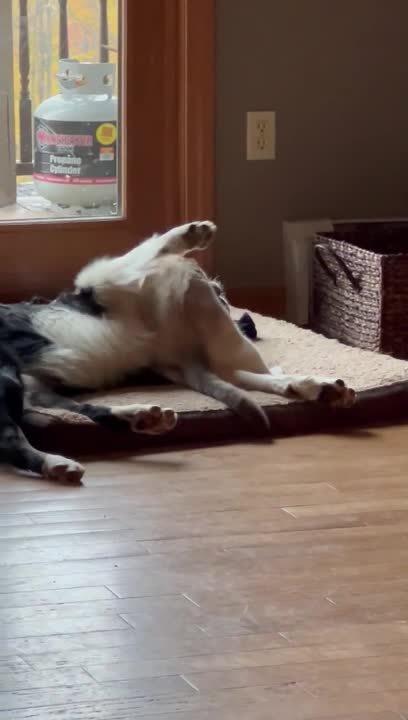 Cat and Dog Play Together