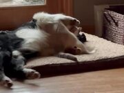 Cat and Dog Play Together