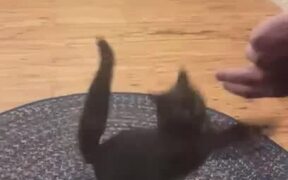 Person Plays With Cat Through Glass Door