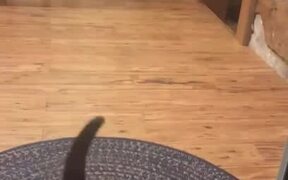 Person Plays With Cat Through Glass Door