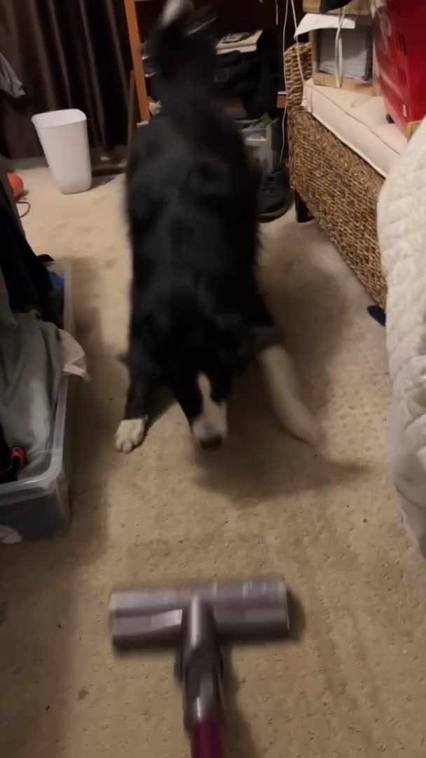Dog Keeps Barking at Vacuum Cleaner