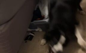 Dog Keeps Barking at Vacuum Cleaner