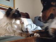 Cat and Dog Playing and Fighting With Each Other