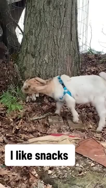 Goat Loves Spending Time With His Dog Brother