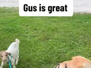 Goat Loves Spending Time With His Dog Brother