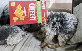 Dog Puts Head Inside Snack Box and Eats