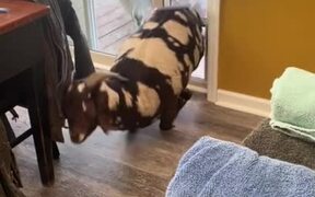Goat Slides Inside House Through Dog Door