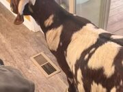 Goat Slides Inside House Through Dog Door