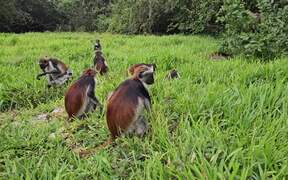 Person Visits Famous Monkey Forest 