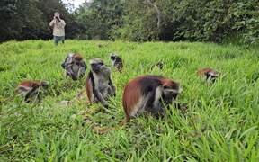 Person Visits Famous Monkey Forest 