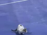 Cat Tries to Catch Tennis Ball During Game