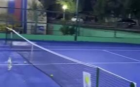 Cat Tries to Catch Tennis Ball During Game