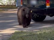 Bear Walks Out of House