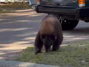 Bear Walks Out of House