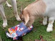 Goat Gets Excited to Open Christmas Present