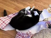 Cat Excitedly Opens Her Christmas Gift 