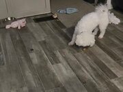 Blind Poodle Growls and Plays With His Treat