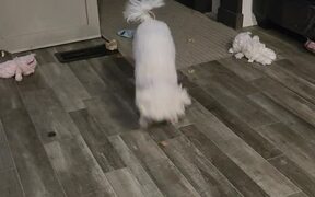 Blind Poodle Growls and Plays With His Treat