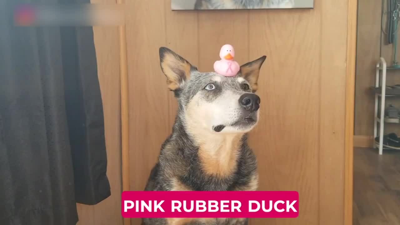 Dog Balances Different Things on His Head