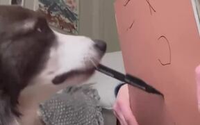 Border Collie Loves to Draw