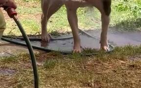Dog Loves His Bath Time and Plays With Water