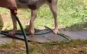 Dog Loves His Bath Time and Plays With Water
