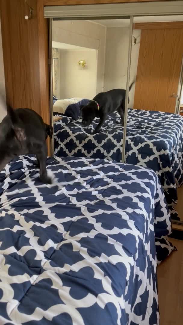 Dog Barks at Her Reflection in Mirror | Watch Now - Y8.com