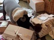 French Bulldog Unwraps Family's Christmas Present
