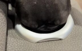 French Bulldog Puppy Falls Asleep With Her Head