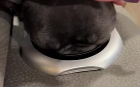 French Bulldog Puppy Falls Asleep With Her Head