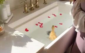 Ducklings Enjoy Their First Swimming Experience