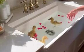 Ducklings Enjoy Their First Swimming Experience