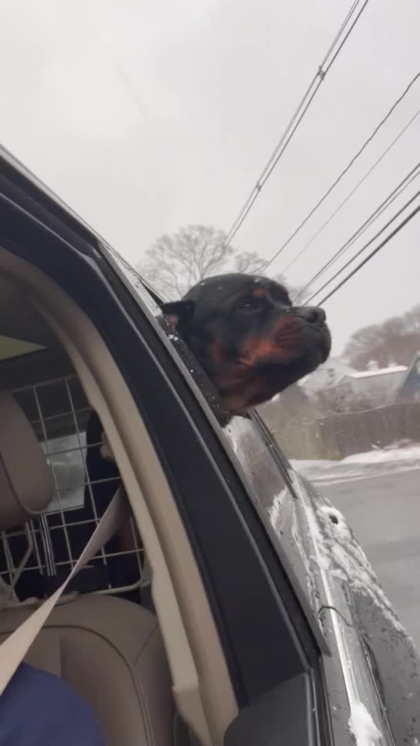 Rottweiler Enjoys Snowfall From Car Window