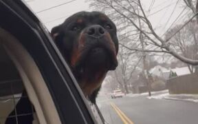 Rottweiler Enjoys Snowfall From Car Window