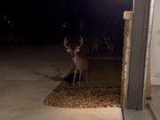 Woman Feeds Herd of Deer in Front of Her House