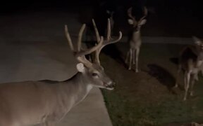 Woman Feeds Herd of Deer in Front of Her House