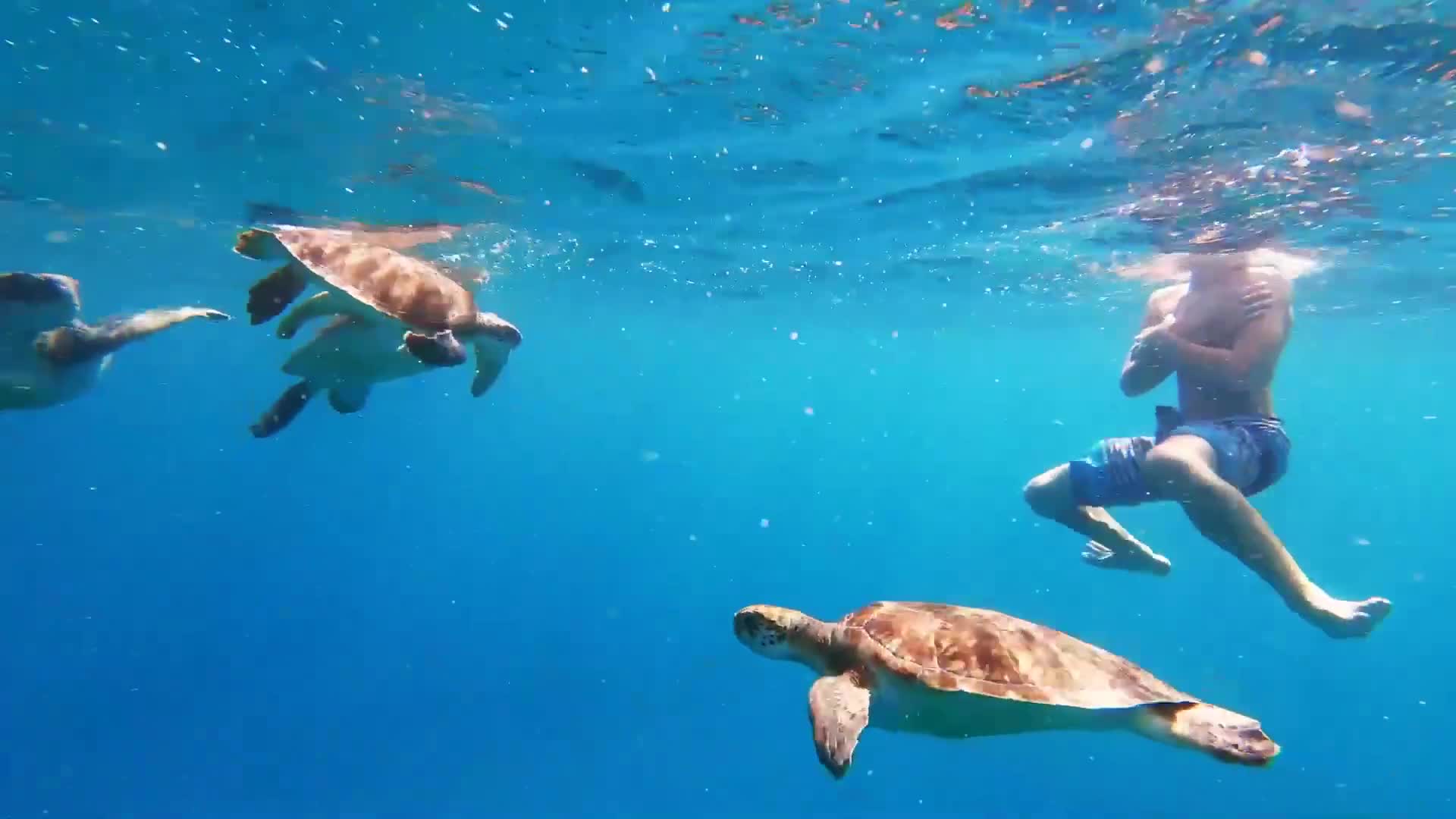 Boy Swims With Magnificent Sea Turtles