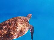 Boy Swims With Magnificent Sea Turtles