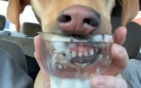 Dog Hilariously Eats Ice Cream From Cup