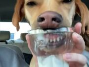 Dog Hilariously Eats Ice Cream From Cup