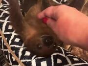 Sloth Makes Cute Meeping Sounds to Snuggle