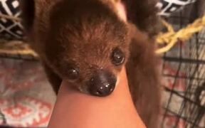Sloth Makes Cute Meeping Sounds to Snuggle