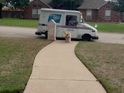 Goldendoodle Retrieves Mail From Post Lady