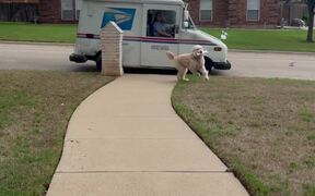 Goldendoodle Retrieves Mail From Post Lady