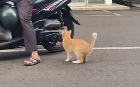 Cat Calmly Hops Onto Scooter to Ride Behind Man