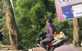 Cat Calmly Hops Onto Scooter to Ride Behind Man