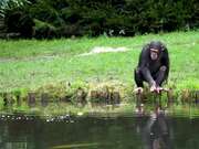 Chimpanzee Use Stick to Retrieve Apple From Pond