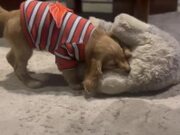 Puppy Enjoys Playing With Her Stuffed Toys